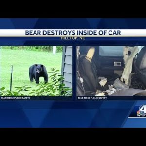 Bear in North Carolina destroys inside of car after getting locked inside, police say