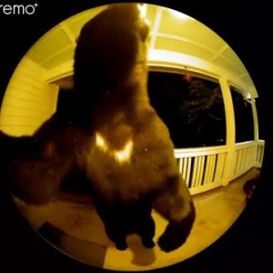 Greenville County bear caught on doorbell camera