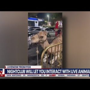 Backlash over live, exotic animals: Houston nightclub responds | LiveNOW from FOX