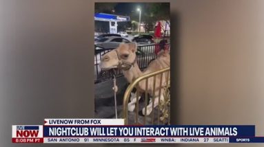 Backlash over live, exotic animals: Houston nightclub responds | LiveNOW from FOX