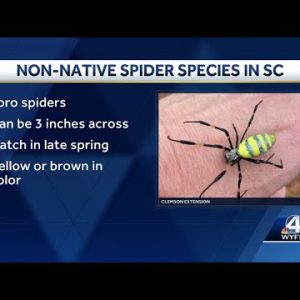 Joro spiders spotted in Upstate
