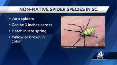 Joro spiders spotted in Upstate
