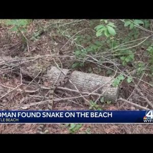 Myrtle Beach rattlesnake captured 'Snake Chaser'