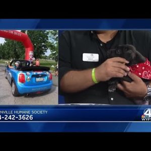 Greenville County Animal Care holds adoption event with MINI of Greenville