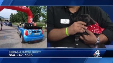 Greenville County Animal Care holds adoption event with MINI of Greenville