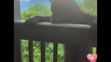 'How dare you,' Woman uses 'teacher voice' to coax bear off North Carolina porch deck