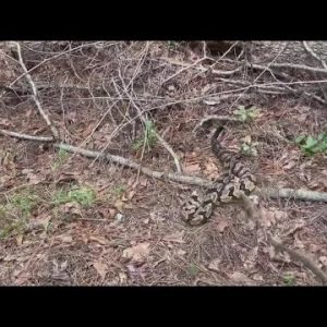 Rattlesnake found in surf on Myrtle Beach gets new home