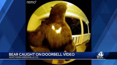Greenville County bears caught on video at doorbell, playing in backyard