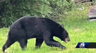 Safety officials talk bear safety after seeing increase in sightings