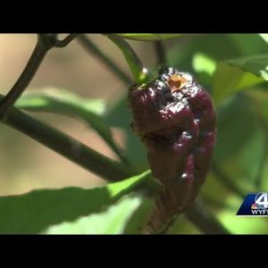 Upstate pepper grower turns hobby into business