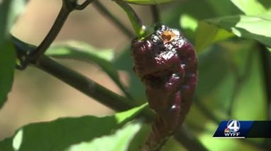Upstate pepper grower turns hobby into business