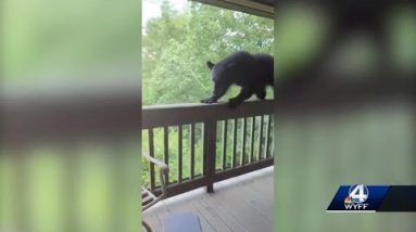 Woman tells story of how she used 'teacher voice' to shoo bear