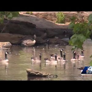 City of Greenville installs new system to help reduce amount of goose droppings in Falls Park