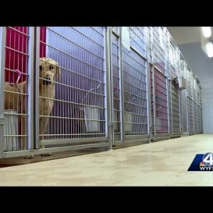 Anderson County PAWS shelter gives update on dozens of rescued dogs