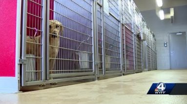 Anderson County PAWS shelter gives update on dozens of rescued dogs