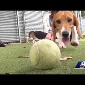 Asheville Rescue Takes in Beagles