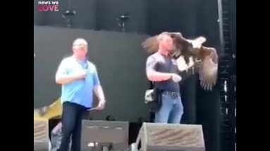 Bald eagle gives 'flying' show in TSA line at Charlotte airport
