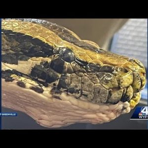 Cancer found in Greenville Zoo snake during regular checkup