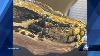 Cancer found in Greenville Zoo snake during regular checkup