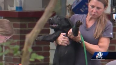 Dozens of dogs seized from Enoree home, deputies say