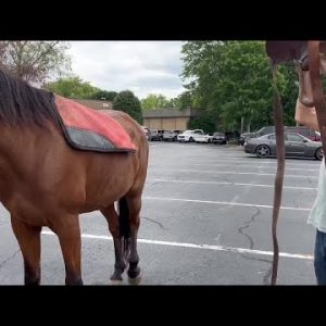 Greenville man rides horse to doctor's appointment