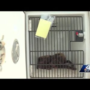 More than 2 dozen animals being taken from Greer home after warrants are served, officials say