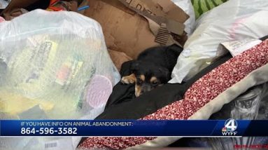 Puppy, dog bed found abandoned in dumpster in Spartanburg