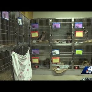 Condition ‘horrific’ of dozens of dogs seized from Greer home, authorities say