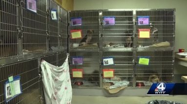 Condition ‘horrific’ of dozens of dogs seized from Greer home, authorities say