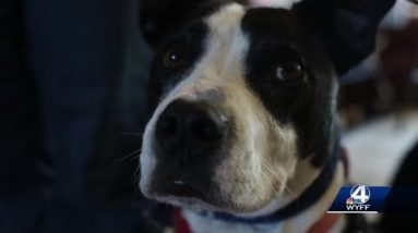 Greenville County veteran with service dog denied service at local nail salon, uses experience to...
