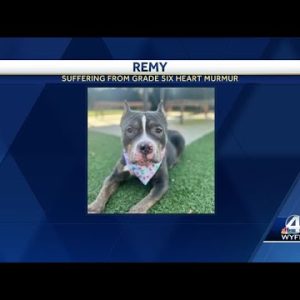 Dog found abandoned, tied up outside South Carolina humane society
