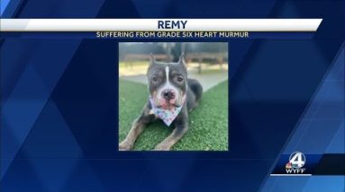 Dog found abandoned, tied up outside South Carolina humane society