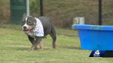 Dog found abandoned, tied up outside South Carolina humane society