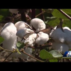 Drought impacting cotton crops