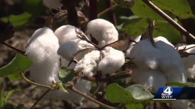 Drought impacting cotton crops