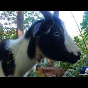 Landrum family gets goats to deal with invasive species