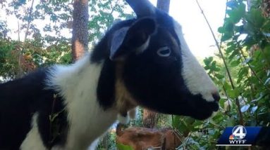 Landrum family gets goats to deal with invasive species