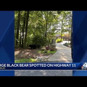 Large black bear spotted on Upstate highway