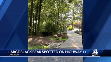 Large black bear spotted on Upstate highway