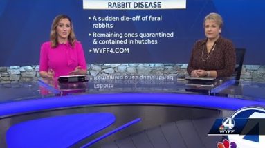 Highly contagious rabbit virus detected for first time in SC after sudden die-off of rabbits in G...