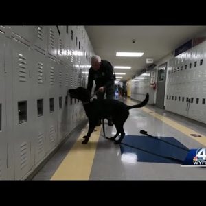 Upstate district, police department bring in K-9 to track firearms