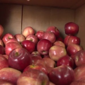 $14 million in state funding helps Henderson County apple farmers recover after spring freezes