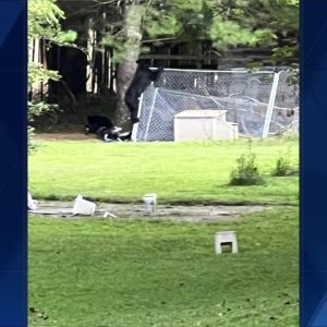 South Carolina woman has warning after bears eat her chickens, destroy property