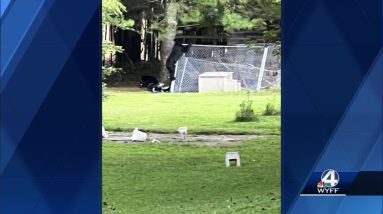 South Carolina woman has warning after bears eat her chickens, destroy property