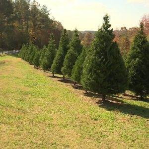 How inflation and high demand will impact Christmas tree costs