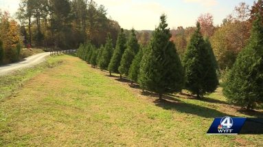 How inflation and high demand will impact Christmas tree costs