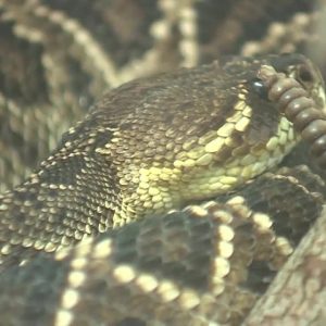 Snakes are out, tips on what to do in case someone is bit