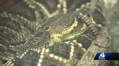 Snakes are out, tips on what to do in case someone is bit