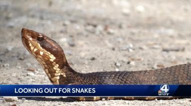 Where do SC snakes hide in the winter? Expert sees uptick in snakes found in houses.
