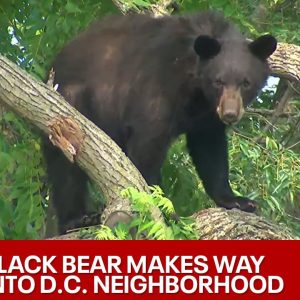 Black bear roams DC neighborhood | LiveNOW from FOX